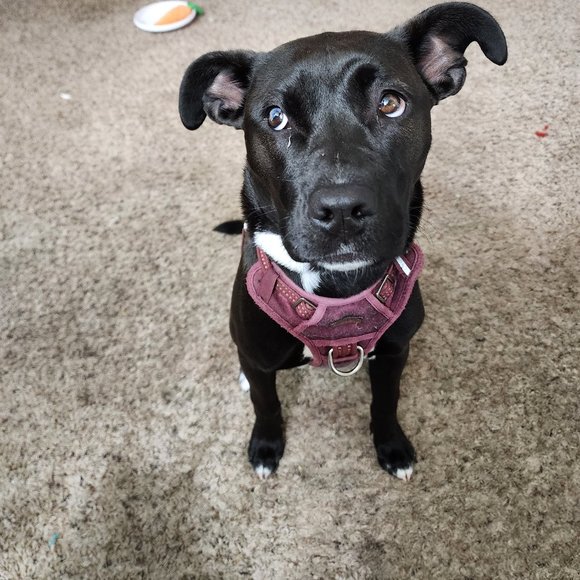 Meet your Posher, Crissy - Picture 7 of 15